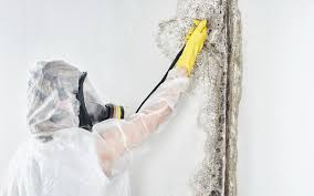 Why You Should Choose Our Mold Remediation Services in Vinton, IA